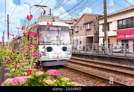 tokio, japan - 03 2018. juni: Japanische Manekineko-Glückskatze in einer Straßenbahn, die die Gotokuji-Eisenbahn der Tokyu Setagaya-Linie mit Hortensia macrophylla und fährt Stockfoto