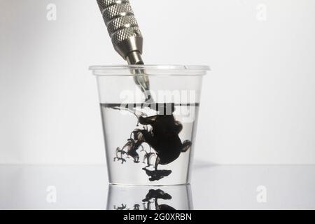 Tattoo Maschine schwarze Tintennadeln mit sauberem Wasser in klarem Glas reinigen Stockfoto