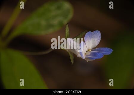 Kleinblütige Blauäugige Maria (Collinsia parviflora) Stockfoto