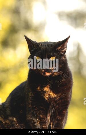 Schönes Porträt einer streunenden Katze auf gelbem Hintergrund, Nahaufnahme, gelbe Augen Stockfoto