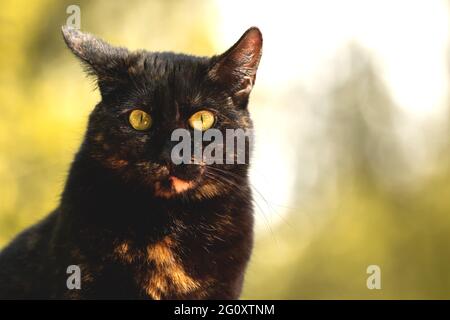 Verängstigte oder überraschte Katze vor der Tür Nahaufnahme Porträt-Foto Stockfoto