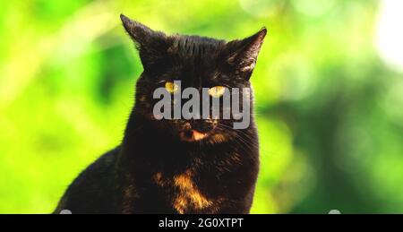 Ernsthafte Hauskatze auf grünem Hintergrund, Nahaufnahme Porträt, Tier, kopieren Raum Banner Stockfoto