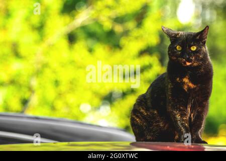 Obdachlose Katze sitzt auf einem roten Dach des Autos, streunende Tiere unter uns Konzept Stockfoto