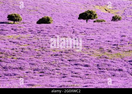 Dehesa Extremadura mit wilden Lavendeleichen im Frühling Stockfoto