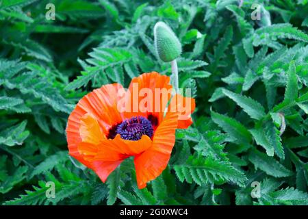 Red Poppy Flower Stockfoto