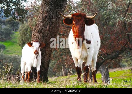 Kuh und Kalb, weiß und braun grasen zusammen auf der Weide von Extremadura Stockfoto