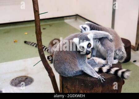 Ring Lemur in Gefangenschaft Stockfoto