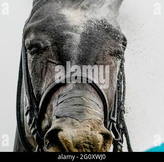 Elmont, NY, USA. Juni 2021. 3. Juni 2021: Nach den Astoria Stakes wird am Donnerstag beim Belmont Stakes Festival im Belmont Park in Elmont, New York, ein Pferd angehohlen. Scott Serio/Eclipse Sportswire/CSM/Alamy Live News Stockfoto