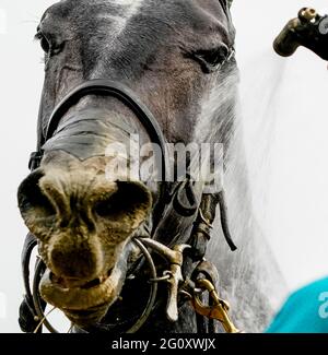 Elmont, NY, USA. Juni 2021. 3. Juni 2021: Nach den Astoria Stakes wird am Donnerstag beim Belmont Stakes Festival im Belmont Park in Elmont, New York, ein Pferd angehohlen. Scott Serio/Eclipse Sportswire/CSM/Alamy Live News Stockfoto