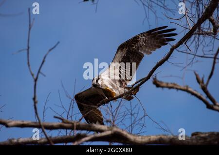 Ein Fischadler beginnt, einen Fisch zu essen, während er am 27. Januar 2021 in einem Baum im Meaher State Park in Alabama sitzt. Stockfoto