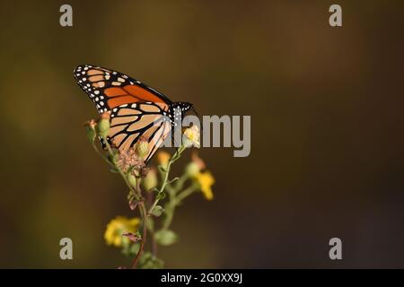 Ein Monarchschmetterling ruht auf einer Blume in einem Bild mit Platz für Kopien auf der rechten Seite. Das Bild wurde am 20. Oktober 2020 in Daphne, AL, aufgenommen. Stockfoto