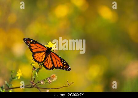 Ein Monarchschmetterling ruht auf einer Blume in Daphne, AL, am 20. Oktober 2020. Das Bild verfügt über einen Kopierbereich auf der rechten Seite und über dem Brennpunkt. Stockfoto