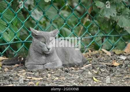 Große graue Katze mit gelben Augen, die neben dem Drahtzaun liegt Stockfoto