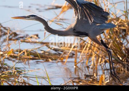 Ein großer Blaureiher fliegt im Meaher State Park in der Nähe von Mobile, Alabama. Stockfoto