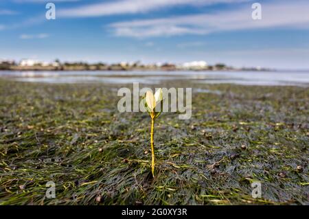 Eine junge Mangrove, die in den Seegraswiesen des Jawbone Sanctuary in Victoria, Australien, wächst. Stockfoto