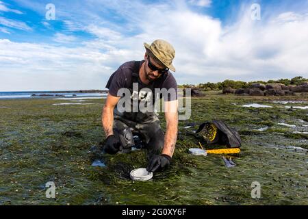 Wissenschaftler sammeln einen Sedimentkern, um Kohlenstoffsequestrierungsraten im Sediment eines Gezeitenseegrasbettes zu bewerten. Stockfoto