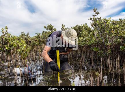 Wissenschaftler sammeln einen Sedimentkern, um Kohlenstoffsequestrierungsraten im Sediment von Mangroven zu bewerten. Stockfoto