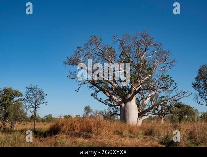 Boabbaum, Adansonia gregorii, in der Region Kimberly in Western Australia. Stockfoto