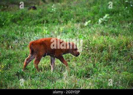 Am 5. August 2020 spaziert ein junger amerikanischer Bison durch die Prärie im Neal Smith Wildlife Refuge. Stockfoto