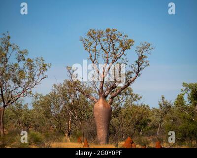 Boabbaum, Adansonia gregorii, in der Region Kimberly in Western Australia. Stockfoto