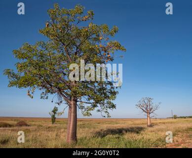 Boab Trees, Adansonia gregorii, in der Region Kimberly in Western Australia. Stockfoto