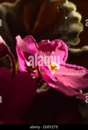 Nahaufnahme einer afrikanischen violetten Blume Stockfoto