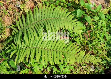 Himalaya-Grünfarne, werden oft als Wedel bezeichnet. Wedel bestehen in der Regel aus einer Blattklinge und einem Blattstiel. Stockfoto