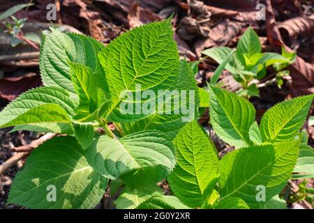 Die Hortensienblätter sind glänzend und herzförmig mit kurzen Stielen und sichtbaren Adern. Stockfoto