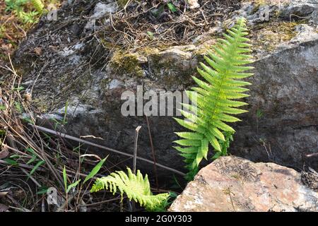 Grüne Farnpflanzen wachsen auf einem Stein und Stein mit Moosteppich im Wald. Stockfoto