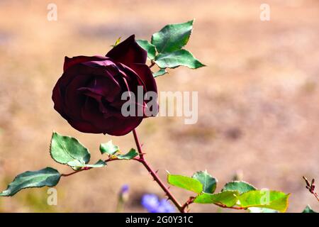 Eine scharlachrote Rose mit grünen Blättern. Stockfoto