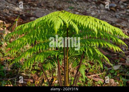 Himalaya-Grünfarne, werden oft als Wedel bezeichnet. Wedel bestehen in der Regel aus einer Blattklinge und einem Blattstiel. Stockfoto