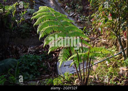 Himalaya-Grünfarne, werden oft als Wedel bezeichnet. Wedel bestehen in der Regel aus einer Blattklinge und einem Blattstiel. Stockfoto