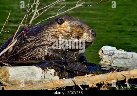 Eine Seitenansicht eines wilden Bibers 'Castor canadensis', der einem undichten Biberteich im ländlichen Alberta, Kanada, etwas feuchten Schlamm beifügt. Stockfoto