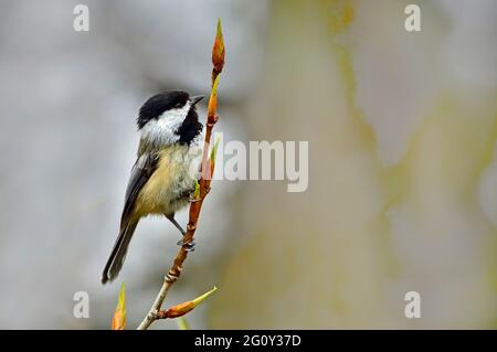 Ein Schwarzdeckelkeichtling (Parus gambeli); im Frühjahr auf einer Weidenweide im ländlichen Alberta in Kanada. Stockfoto