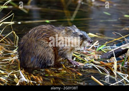 Eine wilde Bisamratte 'Ondatra zibethicus', die in einem abgeschiedenen Biberteich im ländlichen Alberta, Kanada, einen Juckreiz kratzt. Stockfoto