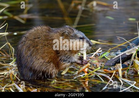 Eine wilde Bisamratte 'Ondatra zibethicus', die sich in einem abgelegenen Biberteich im ländlichen Alberta, Kanada, von einigen Sumpfpflanzen ernährt. Stockfoto