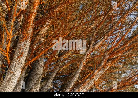 Baumzweige mit orangen Flecken bedeckt verursacht Coral Spot Pilzkrankheit (Nectria cinnabarina) Stockfoto