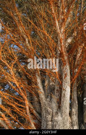 Baumkrankheit. Orangefarbene Flecken verursachten die Coral Spot Disease (Nectria cinnabarina) auf einem Baumstamm aus nächster Nähe Stockfoto