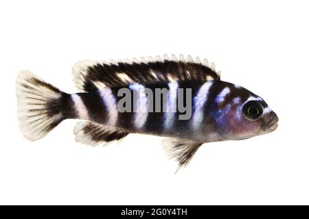 Kenyi oder Kennyi cichlid Maylandia lombardoi Aquarienfische Stockfoto