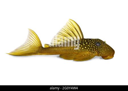 Grünphantom pleco L200 Hemiancistrus subviridis Aquarienfisch Stockfoto