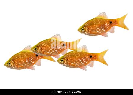 Rosy Barb Rüde Pethia conchonius Süßwasser tropische Aquarienfische Stockfoto