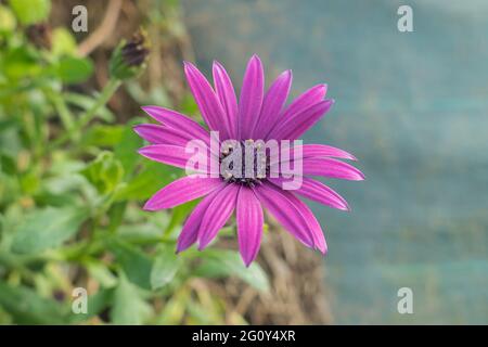 Osteospermum Blume in der Mitte auf unfokussieren Hintergrund im Freien mit natürlichem Licht Stockfoto