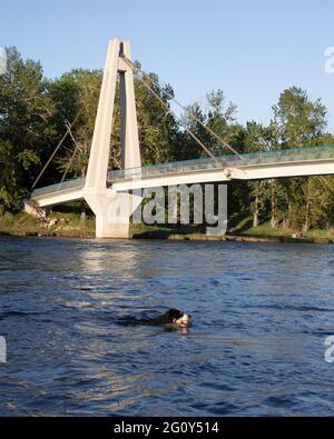 Hund holt Ball vom Fluss im abseits der Leine liegenden Hundepark. Eric Harvie Bridge über den Bow River verbindet Sue Higgins Park mit Carburn Park in SE Calgary. Stockfoto