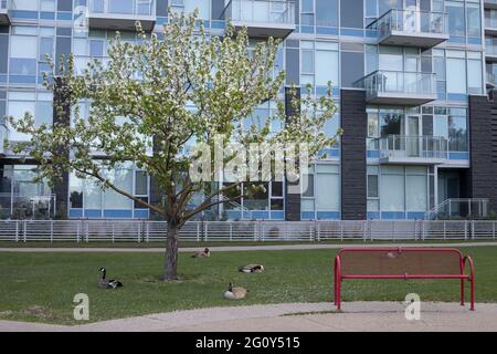 Kanadagänse schlafen unter blühenden Bäumen im Sien Lok Park, neben neuen Waterfront Condos in Downtown Calgary Stockfoto