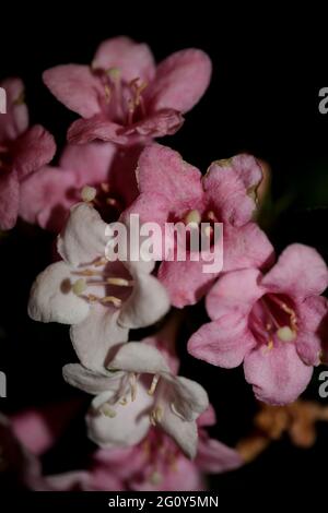 Blume Blüte Nahaufnahme Hintergrund weigela florida Familie caprifoliaceae botanische hohe Qualität große Größe Drucke Stockfoto