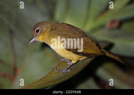 Gelbbauchbülbül / Gelbbauchgrünbul / Chlorocichla flaviventris flaviventris Stockfoto