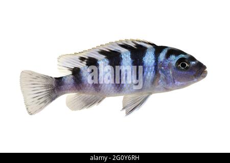 Kenyi oder Kennyi cichlid Maylandia lombardoi Aquarienfische Stockfoto