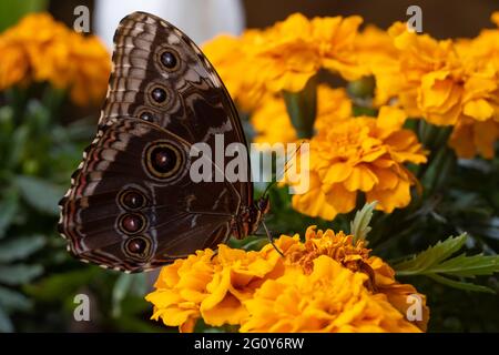 Blauer Schmetterling, Morpho-Peleides, der Peleides-Blauer Morpho, gemeiner Morpho oder der Kaiser, der auf einer leuchtend orangefarbenen Blume geschlossen ist. Stockfoto