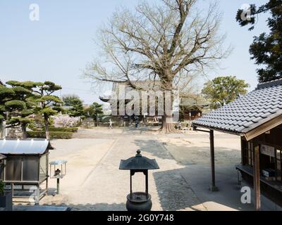 Tokushima, Japan - 2. April 2018: Frühling in Jizoji, Tempel Nummer 5 auf der Shikoku-Pilgerfahrt Stockfoto