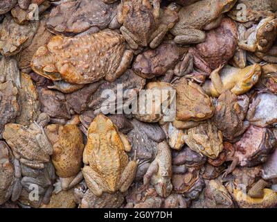 Große Anzahl von Cane Kröten, Rhinella Marina, zusammen gefangen Hintergrund. Stockfoto